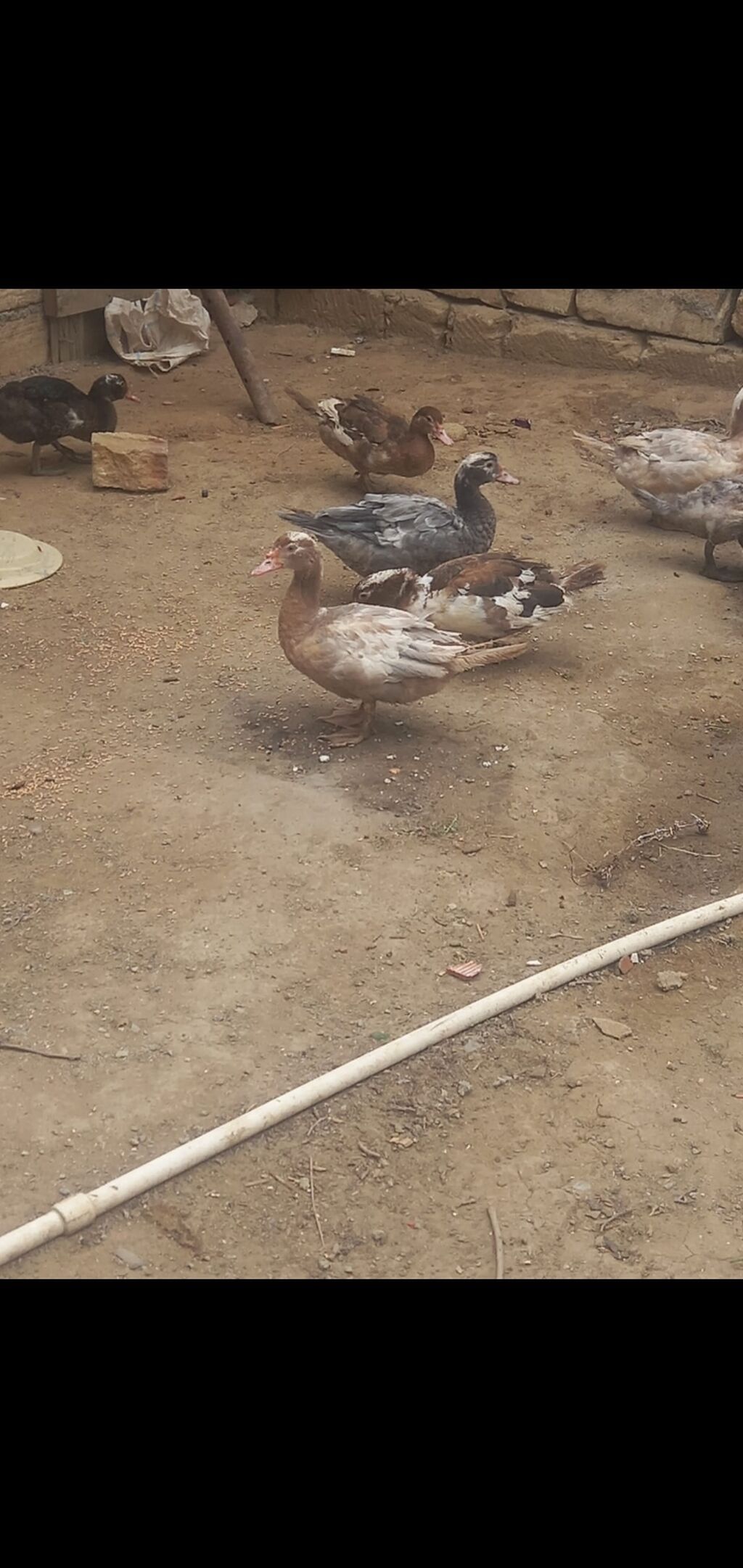 Dişi, Macar, Damazlıq, Ünvandan götürmə — Digərləri, Mehdiabad (3)