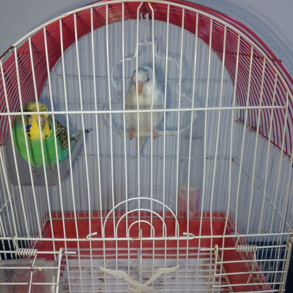 2 eded qus qefesi ile birlikde satilir — Qəfəslər, Digah (2)
