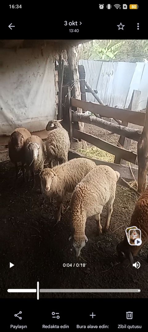 Erkek quzlar satılır 10 bas — Zaqatala