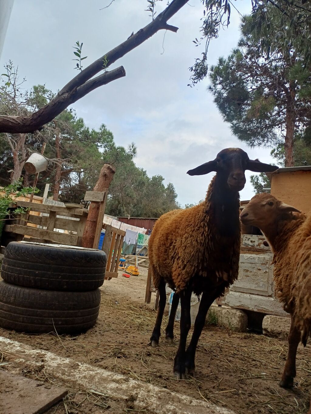 Erkək, il: 1, 45 kq, Damazlıq, Ödənişli çatdırılma — Kənd təsərrüfatı heyvanları, Digah (9)