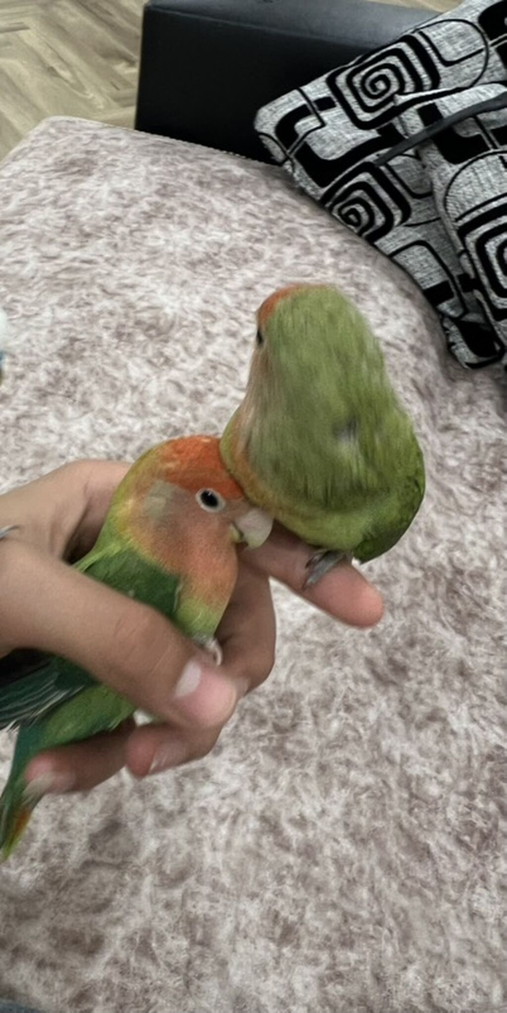 Məhsul: Cüt “lovebird” (agapornis) tutuquşusu və qəfəs dəsti Təsvir — Tutyun papağayı, Bakı (4)