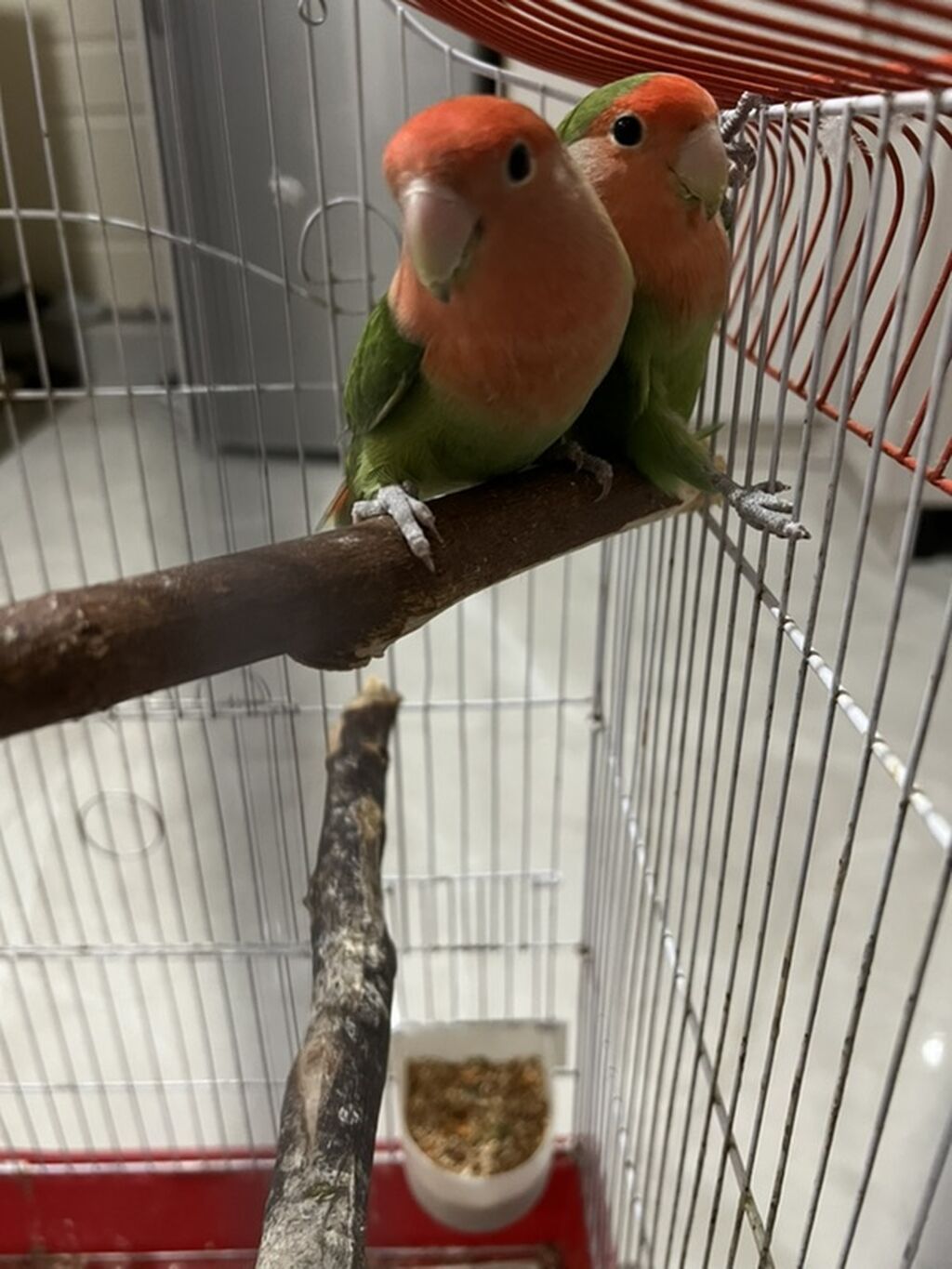 Məhsul: Ağquyruq sevgiquşları (lovebird) cütü və qəfəsi — Tutyun papağayı, Bakı (2)