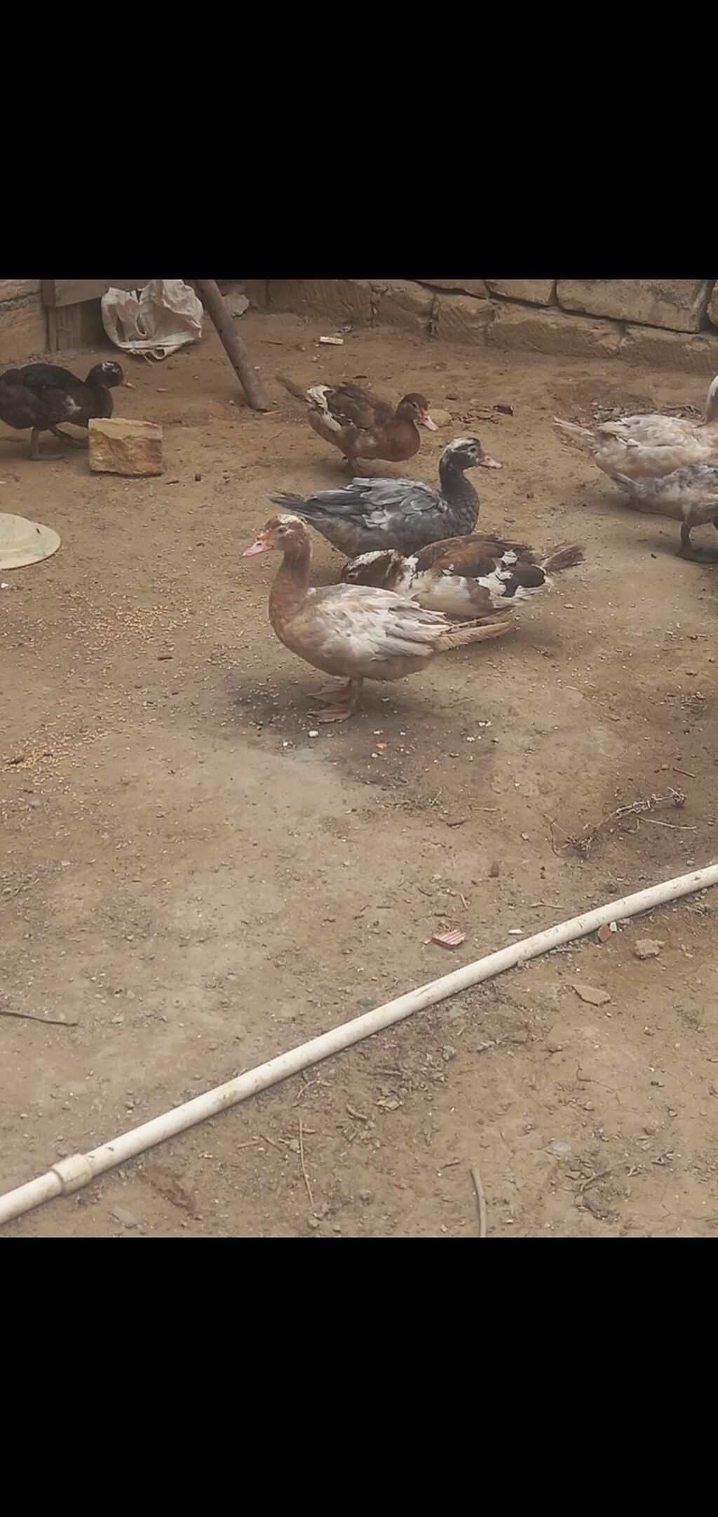 Dişi, Macar, Damazlıq, Ünvandan götürmə — Digərləri, Mehdiabad (2)