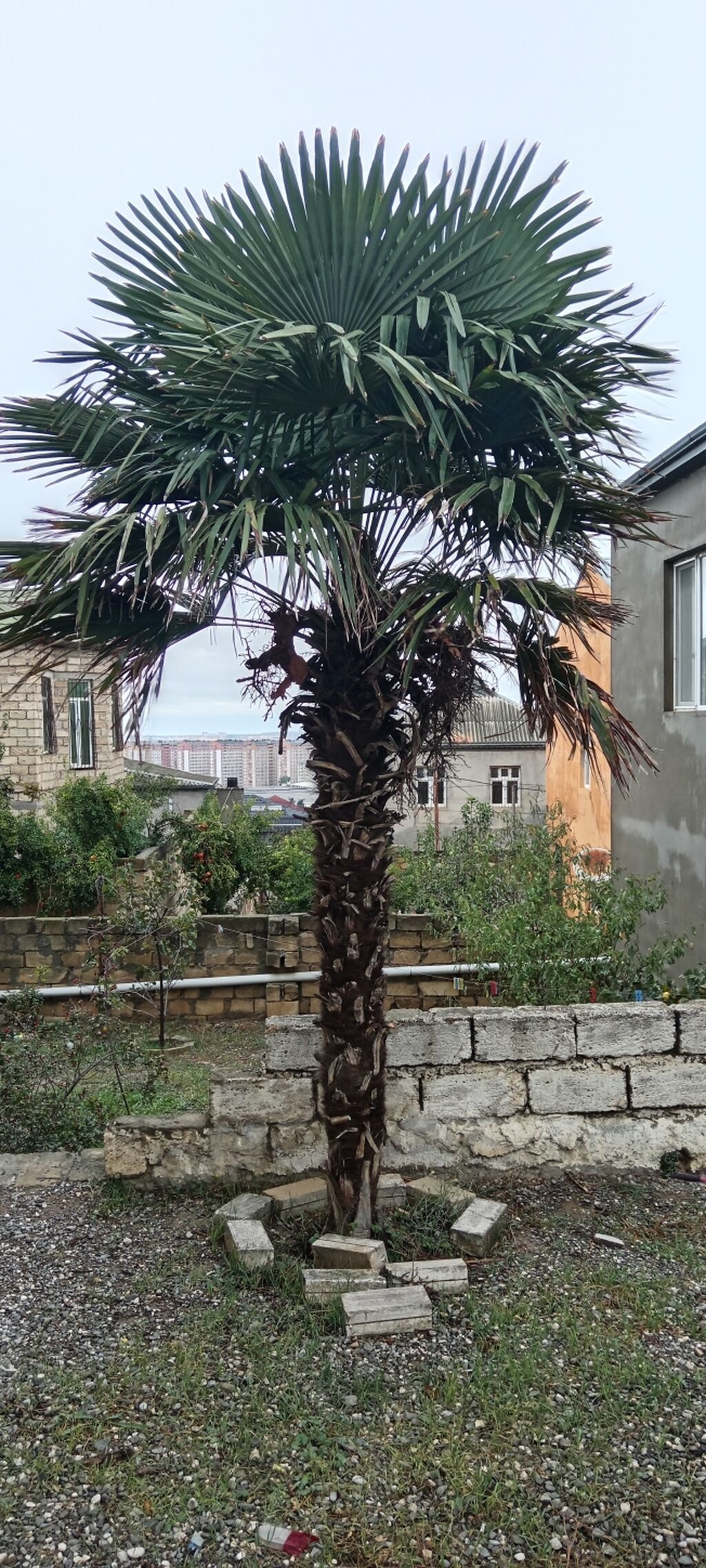 Dekorativ palma ağacı – fan formalı yarpaqları olan, hündür gövdəli — Ağaclar və fidan, Xırdalan
