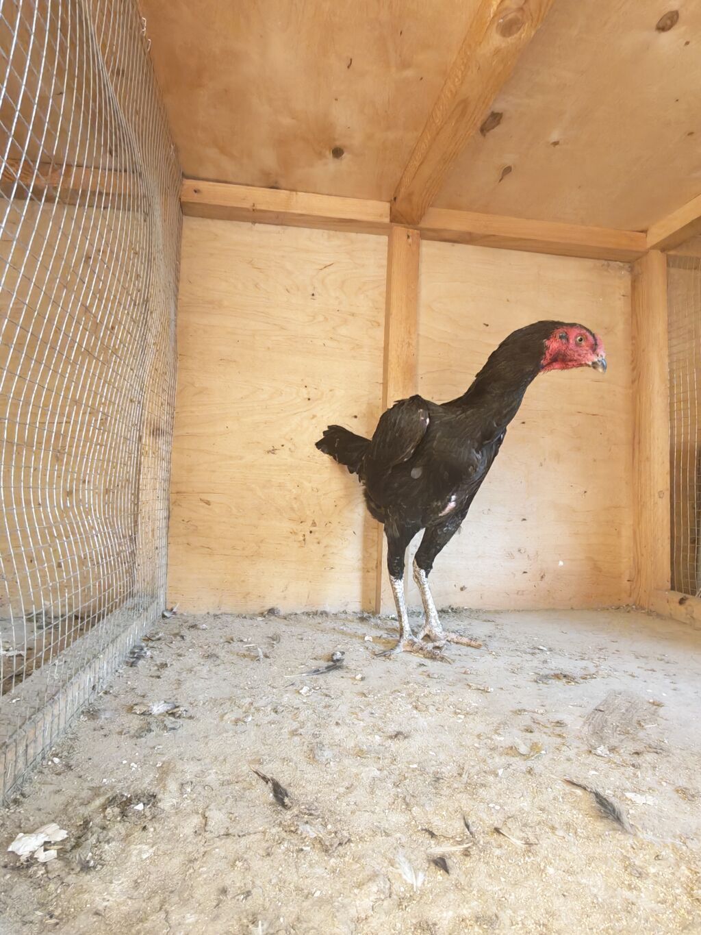 Xoruz, Heyratı, il: 2, Ödənişli çatdırılma — Toyuq və xoruz, Horadiz (7)