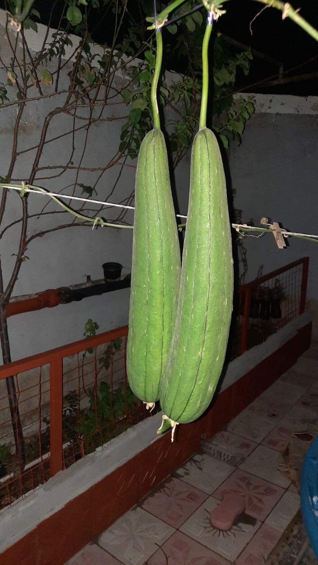 Öz həyətimdən yığılmış Təbii LİF Qabağı (Luffa) toxumları Şəkildə — Bitkilər, Digah (3)