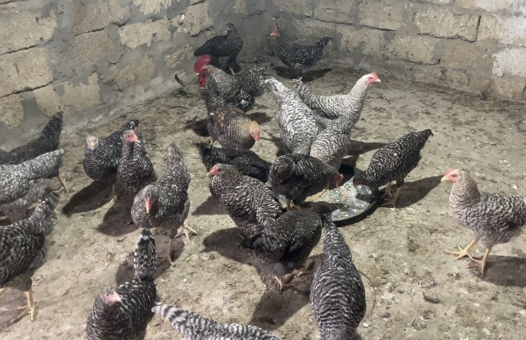 Xarkovlar Satilir 4-5 Ayliqdilar Tam saglam oz heyetimin — Digərləri, Digah (2)