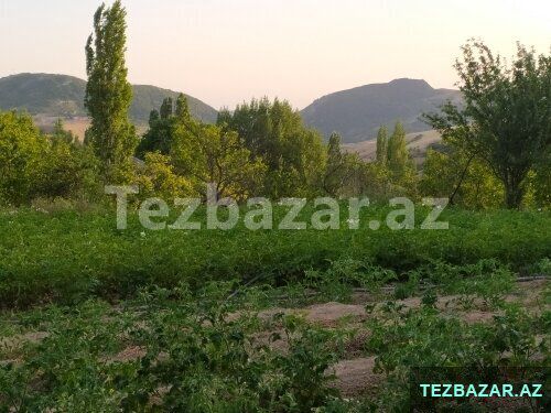 Şamaxı rayonu Əngəxaran kəndi — Torpaq, Şamaxı (6)