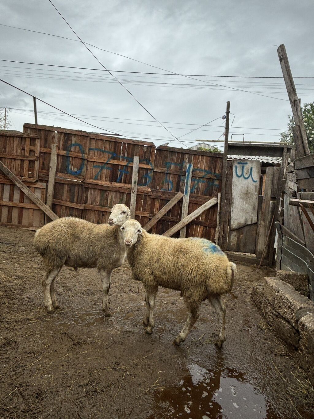 Quzu, Erkək, ay: 8, 34 kq, Ətlik, Ünvandan götürmə — Kənd təsərrüfatı heyvanları, Digah (5)