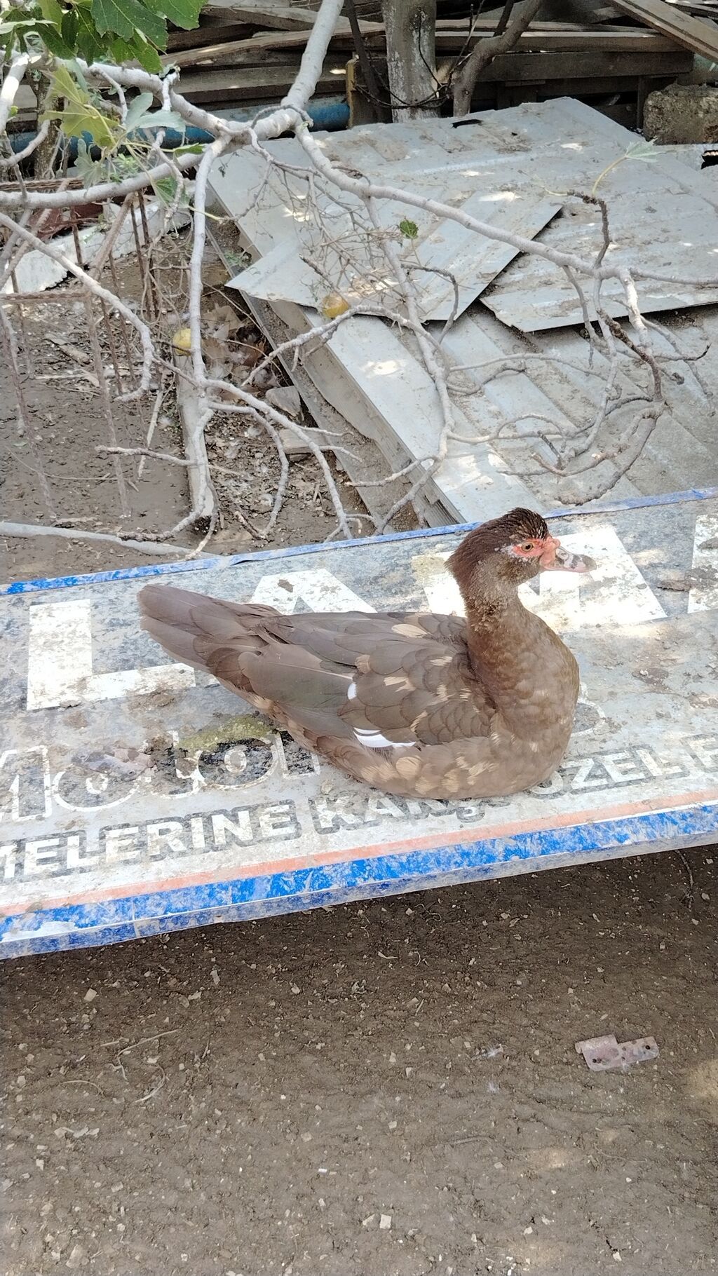 Muscovy (indoutka) ördəyi – qəhvəyi rəngli, bədənində ağ ləkələr — Digərləri, Bakı (4)