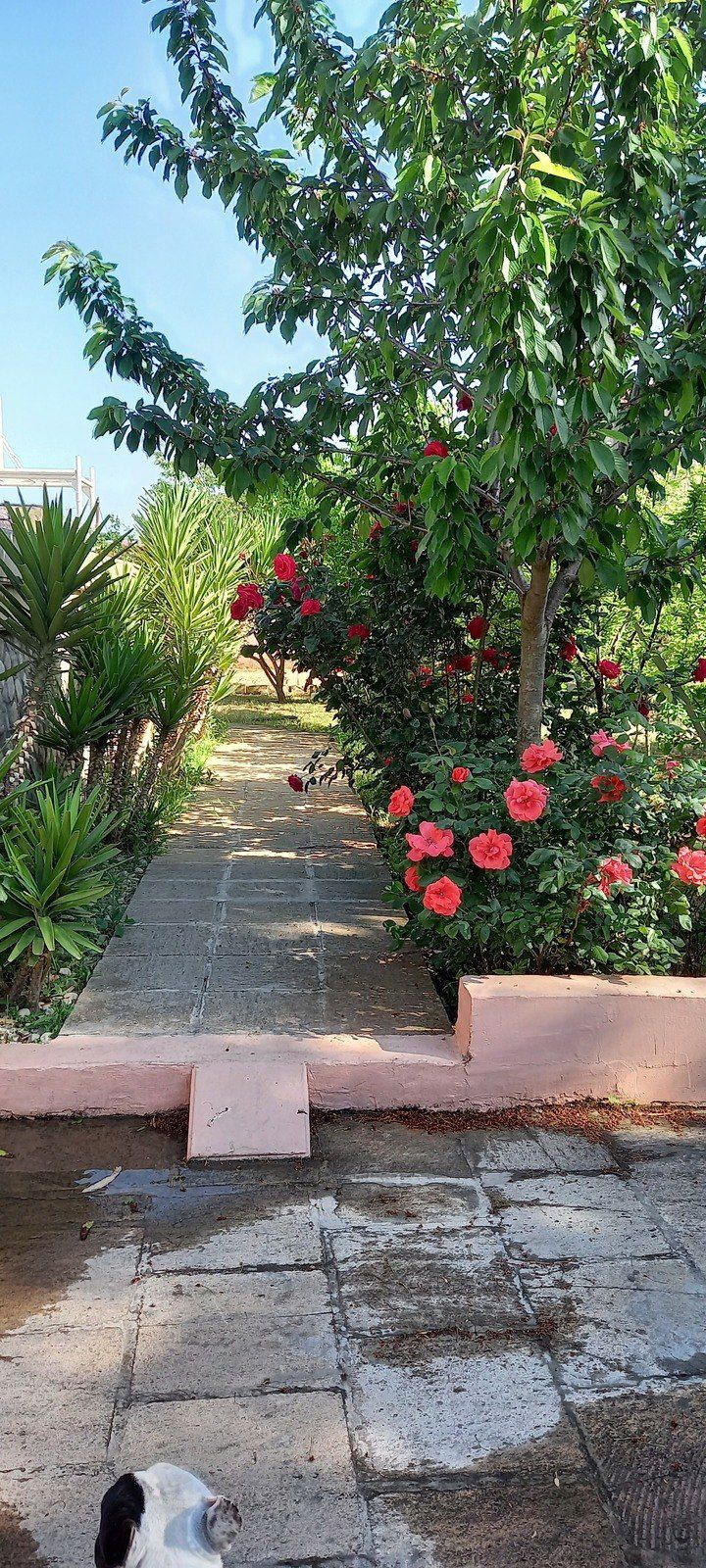 Satılır 5 otaqlı həyət evi/bağ evi 200 m² — Ev, villa, Bakı (11)