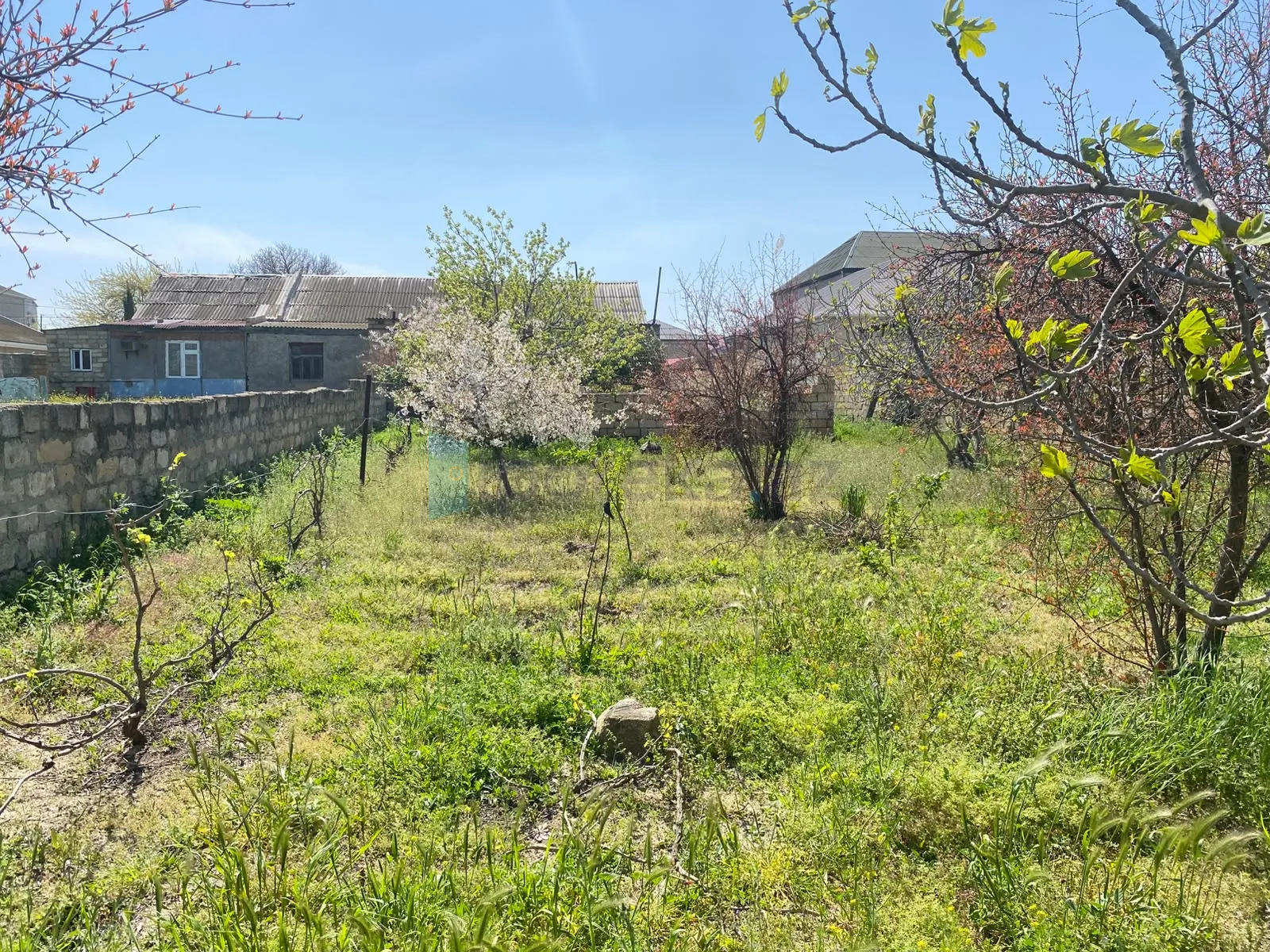 Satılır: Torpaq, Abşeron r., Saray q., 5.00 sot — Torpaq, Saray (5)