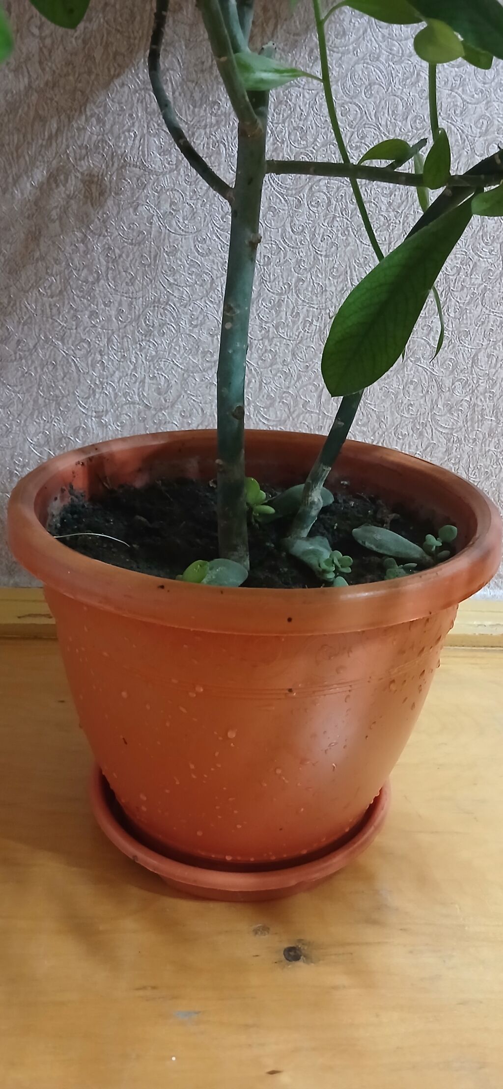 Otaq bitkisi – dekorativ yarpaqlı kol (sukulenta bənzər), plastik — Qapı bitkələri, Qax (5)