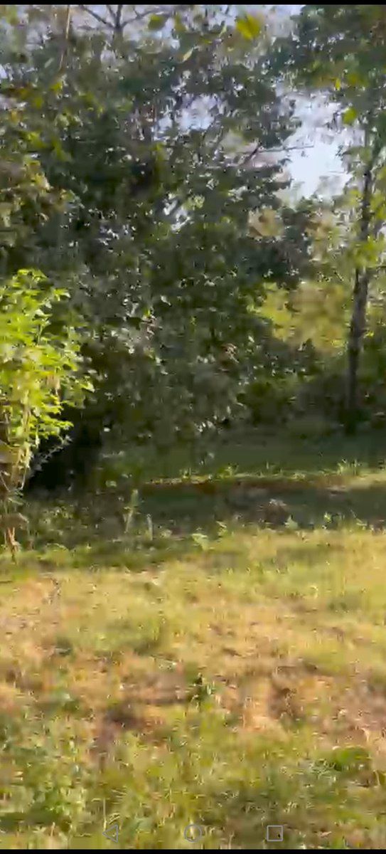 Satılır torpaq 25 sot — Torpaq, Qəbələ (10)
