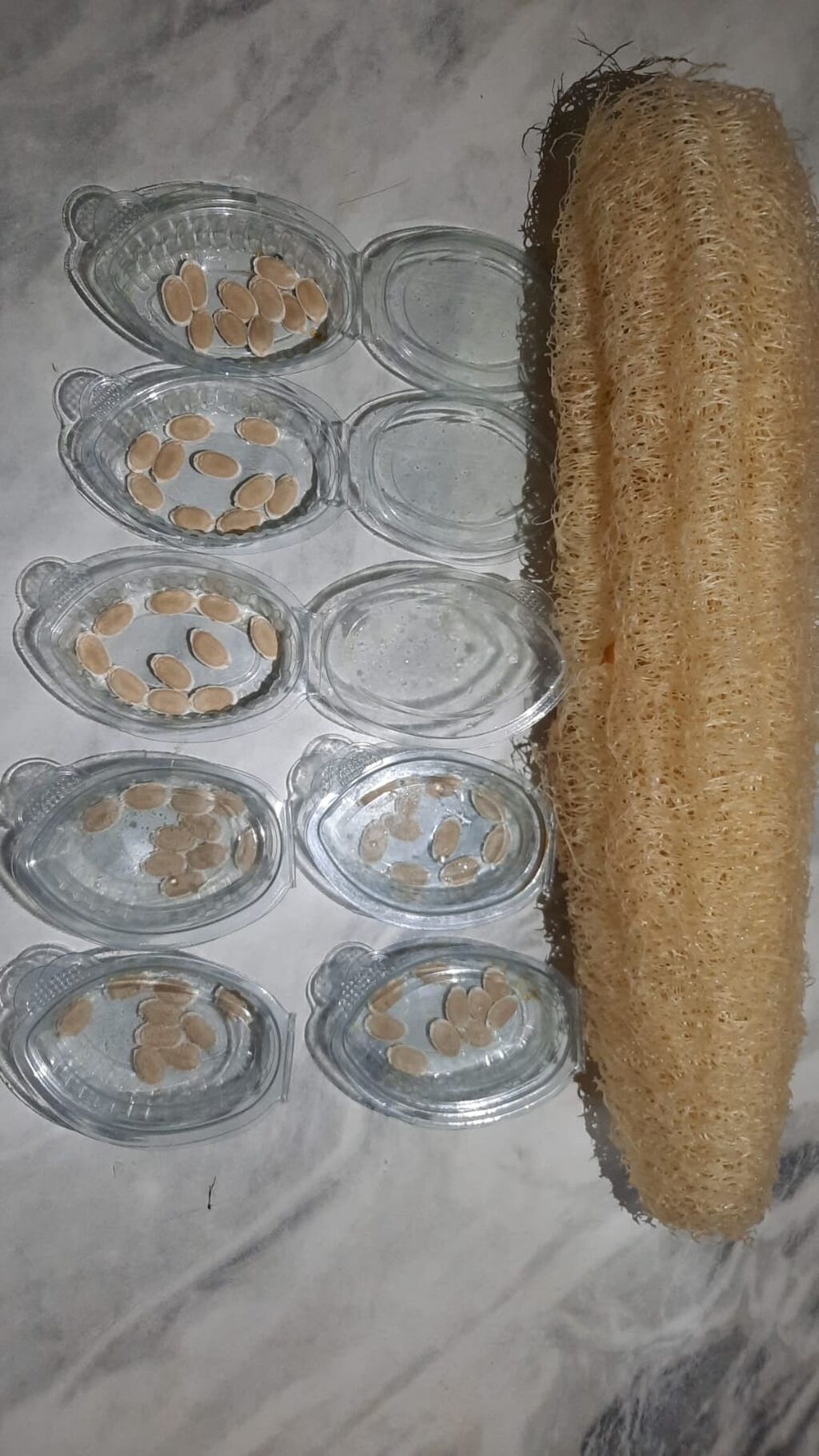 Öz həyətimdən yığılmış Təbii LİF Qabağı (Luffa) toxumları Şəkildə — Bitkilər, Digah
