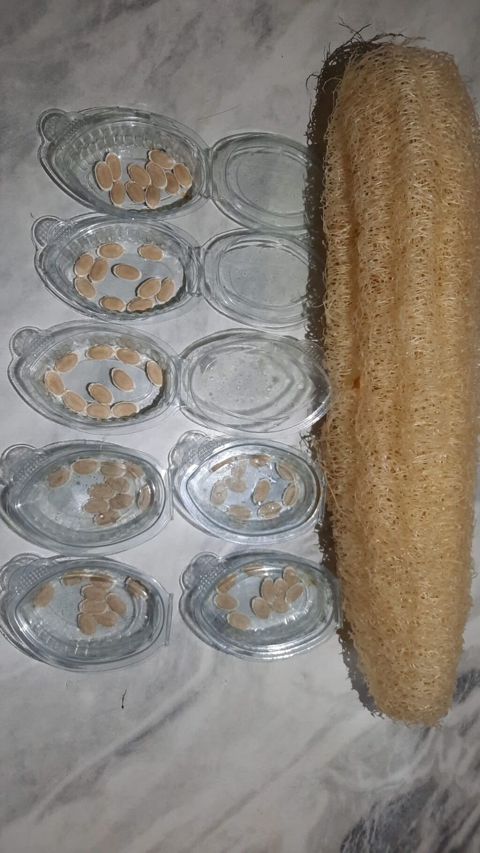 Öz həyətimdən yığılmış Təbii LİF Qabağı (Luffa) toxumları Şəkildə — Digah