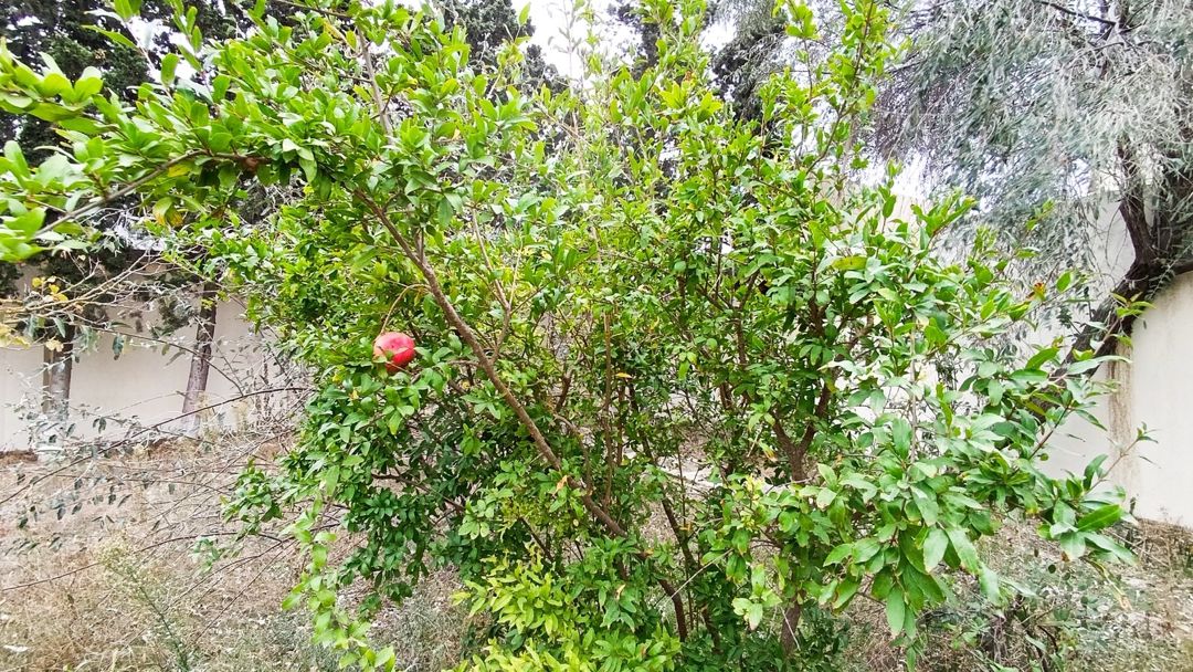 Satılır 6 otaqlı həyət evi/bağ evi 303 m² — Ev, villa, Bakı (12)