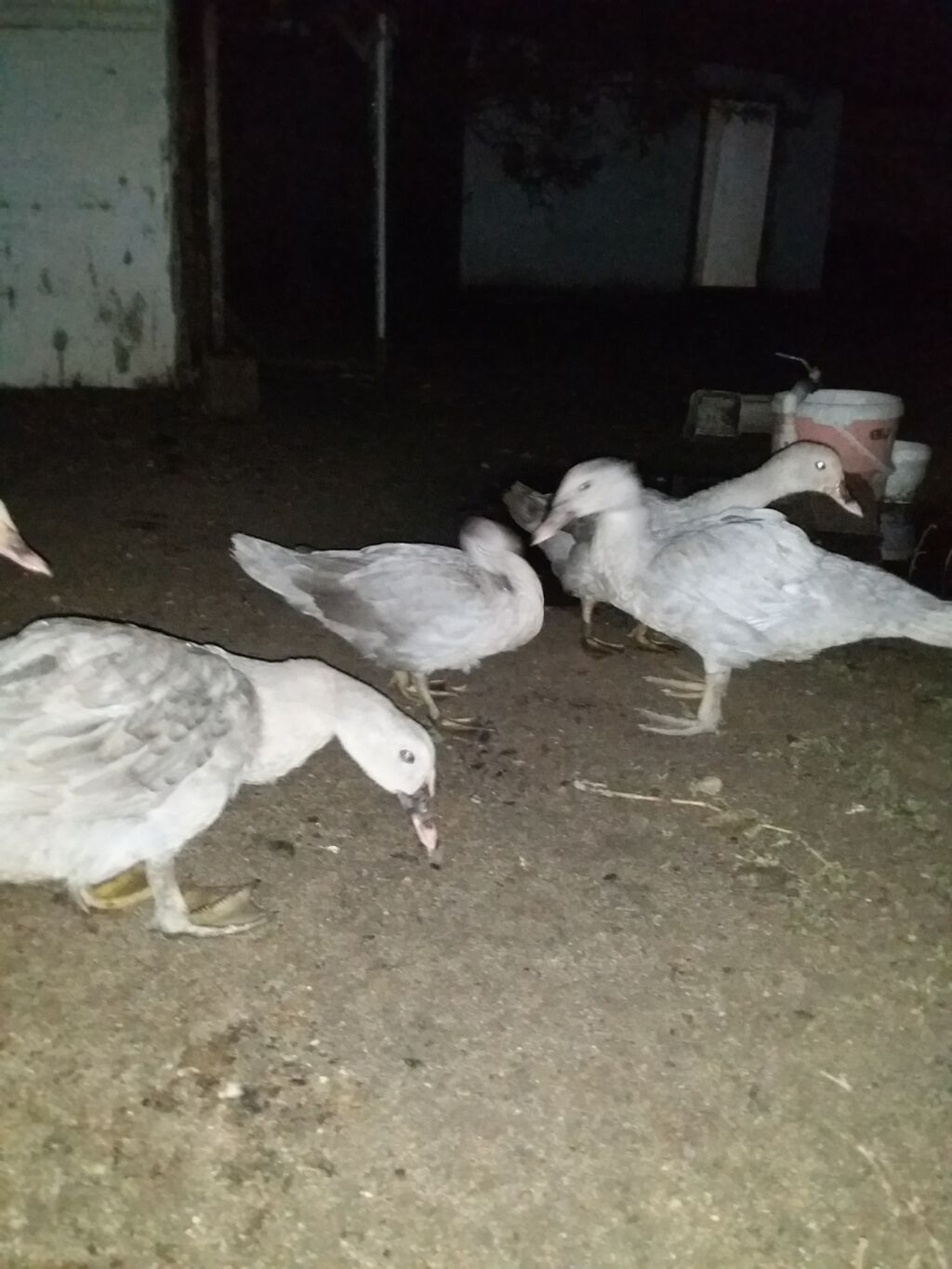 Dişi, Macar, Damazlıq — Digərləri, Novxanı (3)