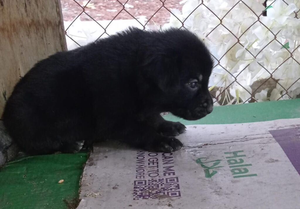 Alman çoban iti, 1 ay, Dişi — Köpəklər, Digah (10)