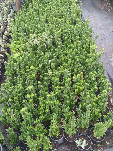 Bitki: Euonymus japonicus (Hirpak, həmişəyaşıl euonimus) Formalar — Digah