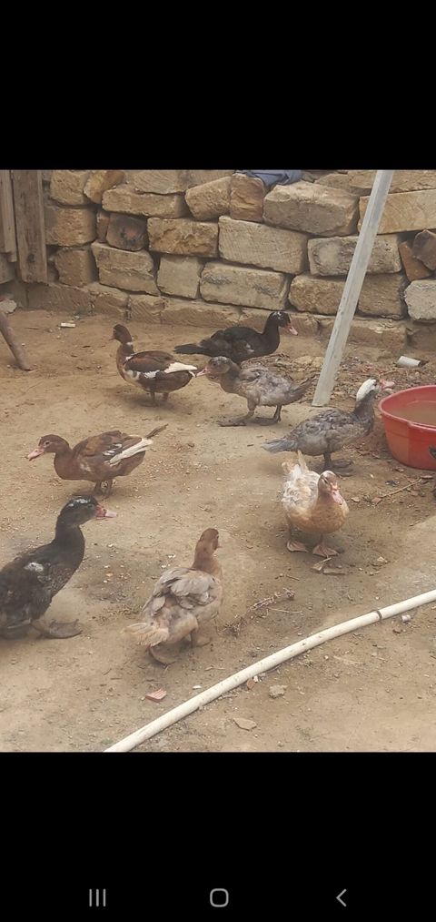 Dişi, Macar, Damazlıq, Ünvandan götürmə — Mehdiabad