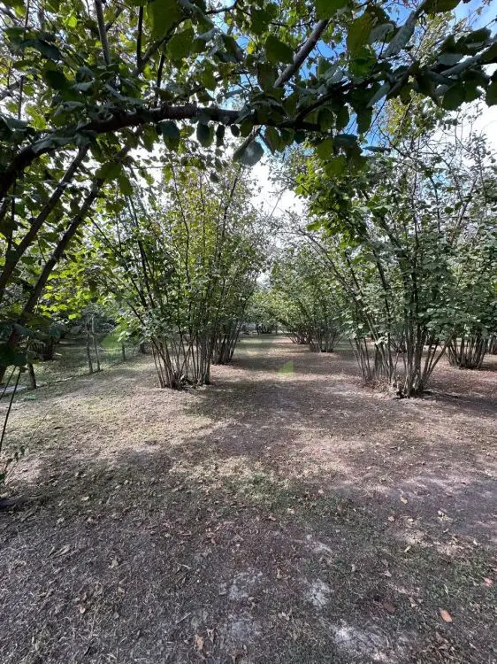 60 sot Torpaq Satılır, Qəbələ — Torpaq, Qəbələ (5)