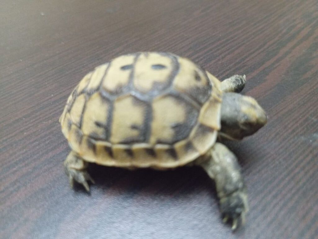 Salam. Minnacik,sipsirin tisbaga satilir. Quru tisbagasidir. Bapbalaca — Digər heyvanlar, Bakı (8)