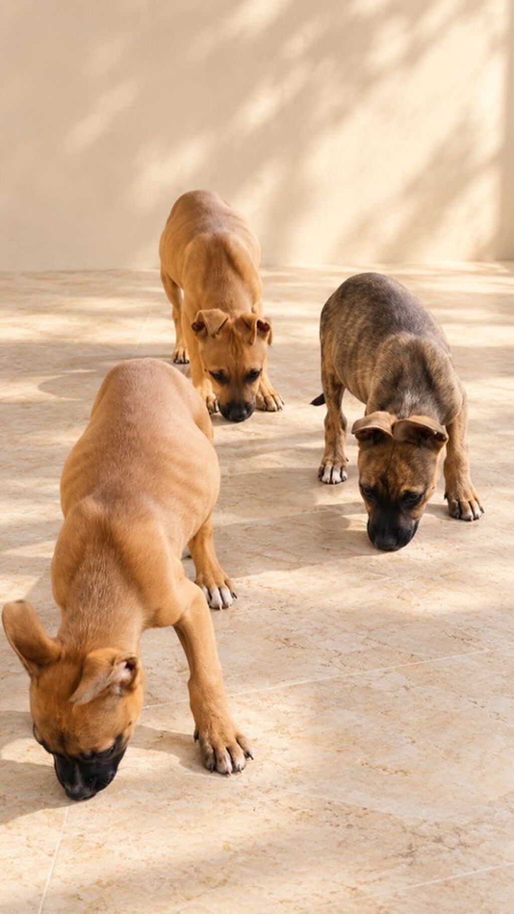 3 ay — Köpəklər, Bakı