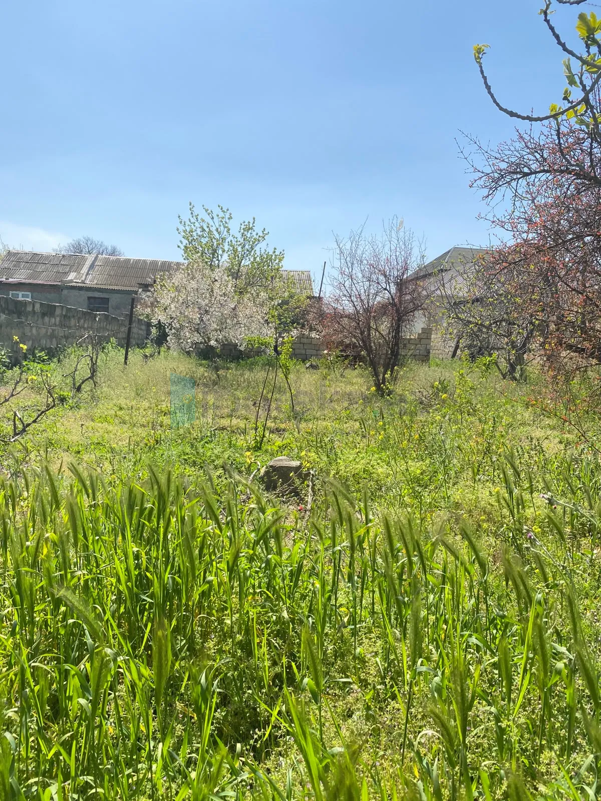 Satılır: Torpaq, Abşeron r., Saray q., 5.00 sot — Torpaq, Saray (4)