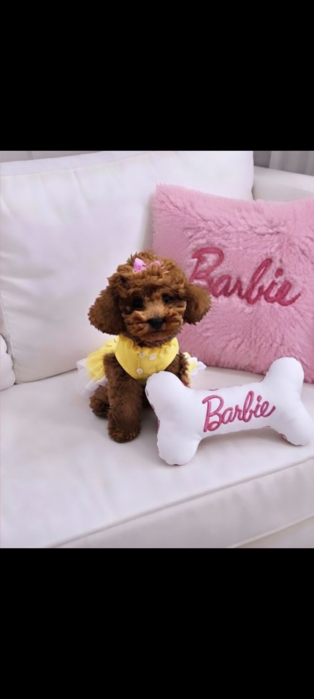 Toy poodle satılır 4 aylıqdı vaksinləri olunub və pasportuda — Digər, Bakı (2)