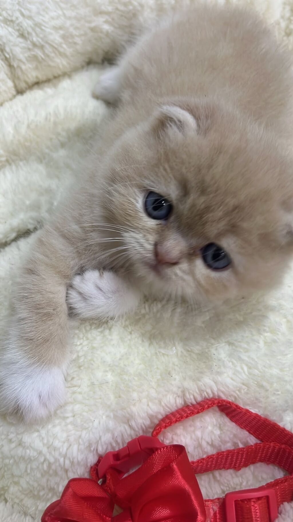 Şirin balaca pişik balası - Cinsəxüsusiyyətləri: yumru başlı, qısa və — Pişiklər, Bakı (5)