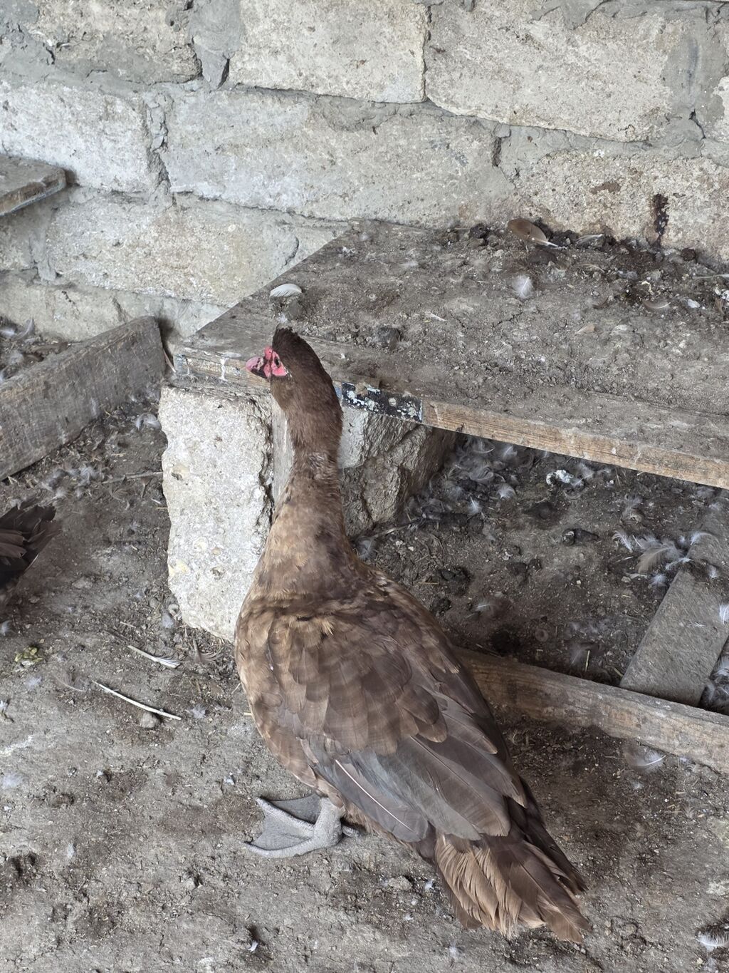 Muscovy (indoutka) ördəyi – qəhvəyi rəngli, bədənində ağ ləkələr — Digərləri, Bakı (3)