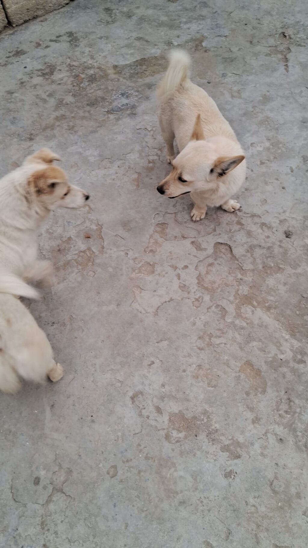 Zvonok, 2 ay, Erkək — Köpəklər, Digah (2)
