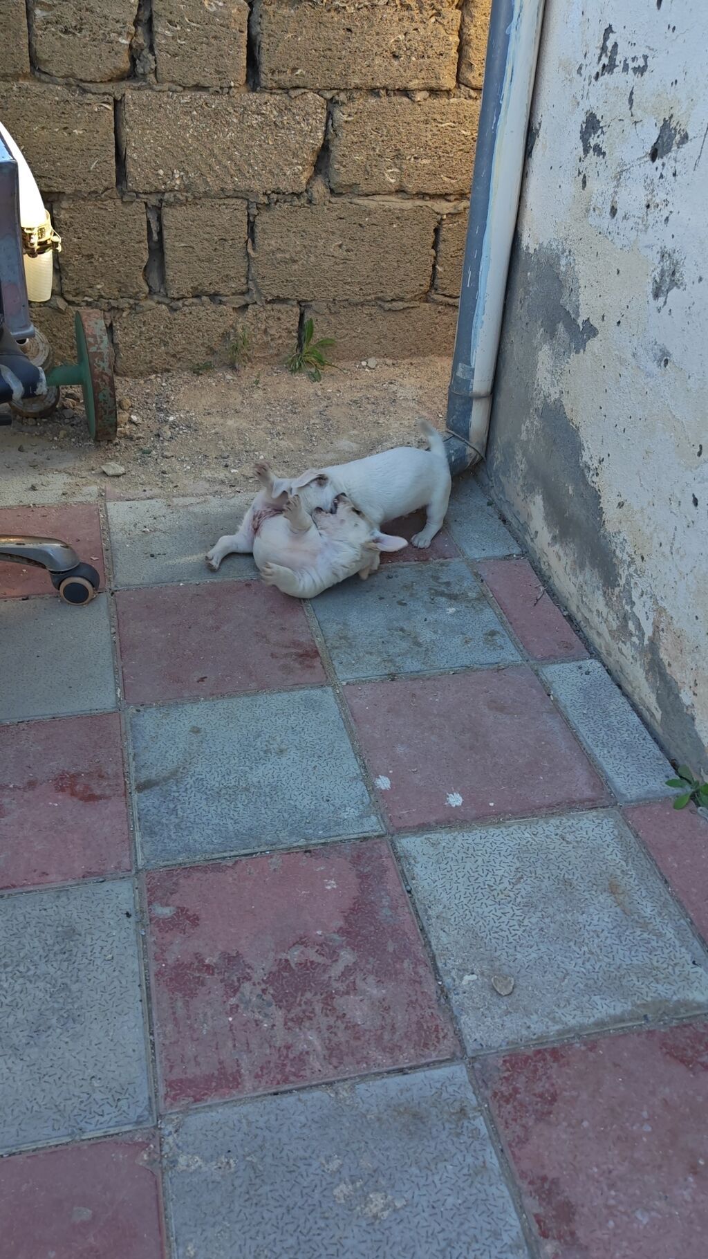 Zvonok, 2 ay, Dişi, Peyvəndli, Ünvandan götürmə — Köpəklər, Digah (4)