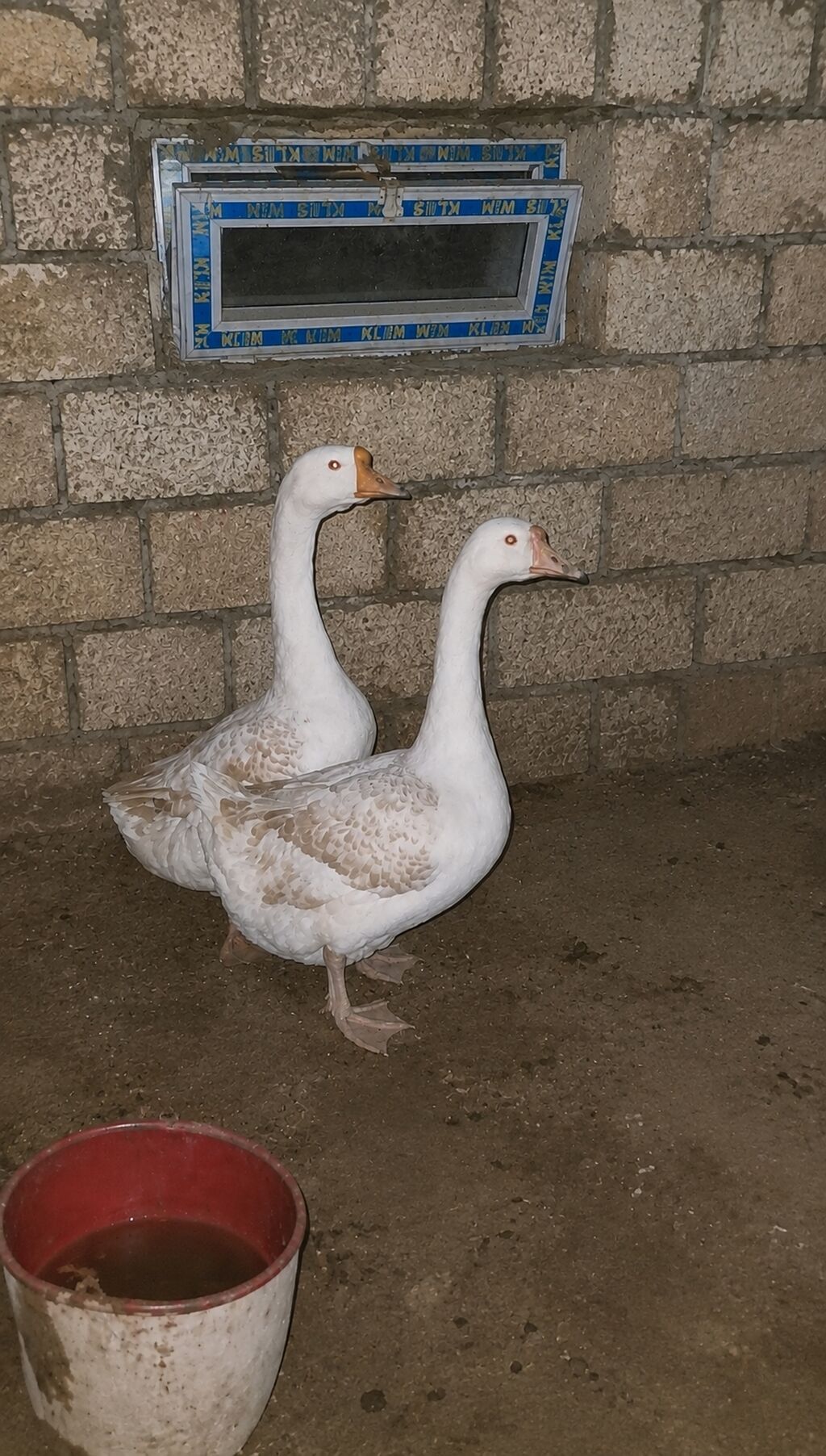 Salam temiz qan orginal Linda Qazı satilır 10 aylıqdır yumurtlayır — Digərləri, Xırdalan