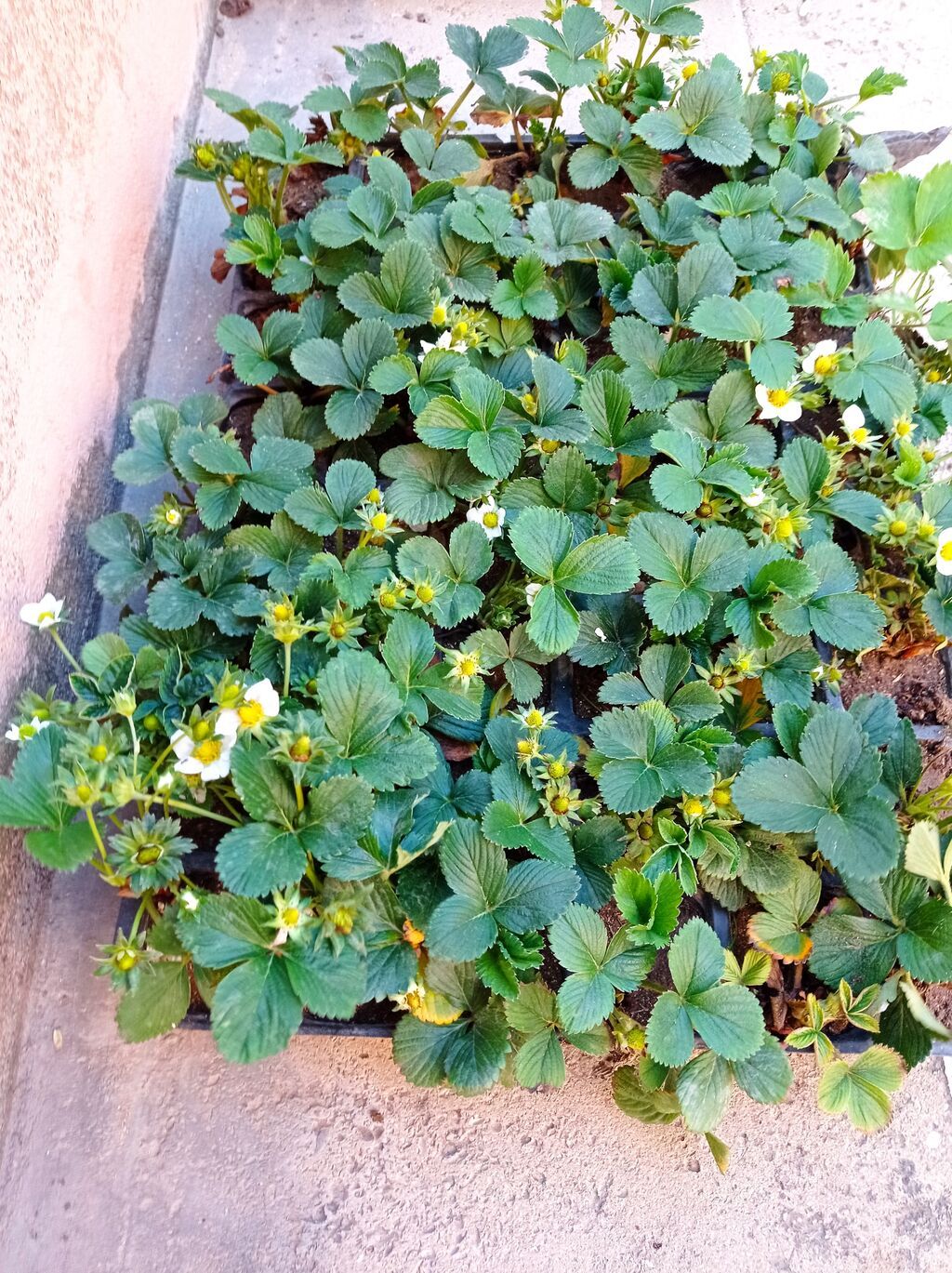 MuranoA+çiyələk stilləri satılır çox məhsuldar sortdu xəstəliklərə — Bitkilər, Digah (4)