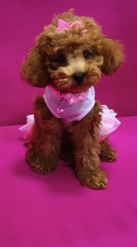 Toy poodle satılır 4 aylıqdı vaksinləri olunub və pasportuda — Bakı