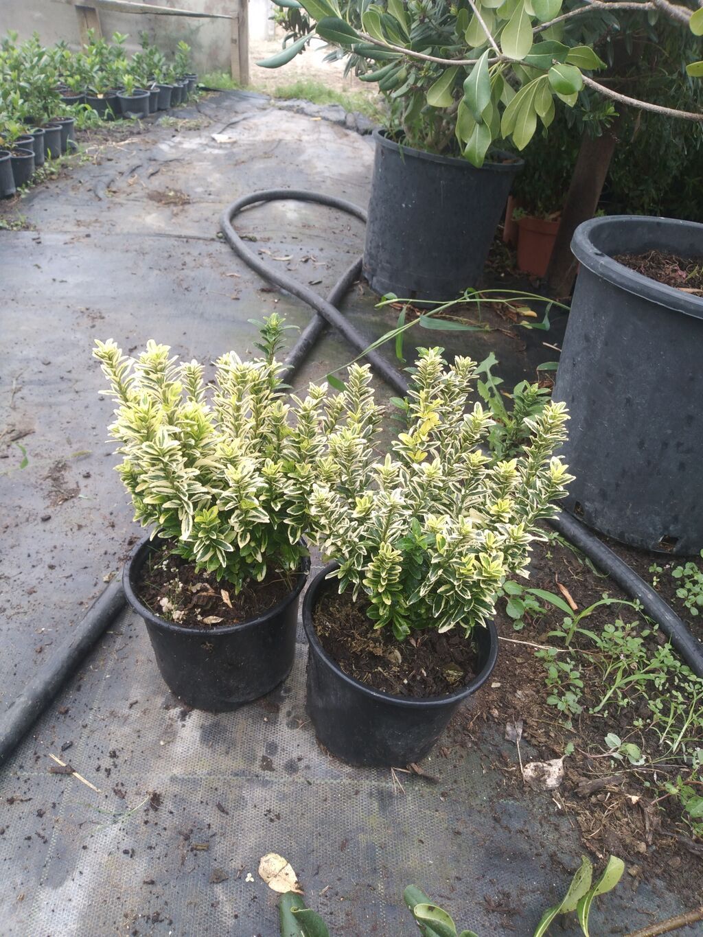 Bitki: Euonymus japonicus (Hirpak, həmişəyaşıl euonimus) Formalar — Bitkilər, Digah (3)