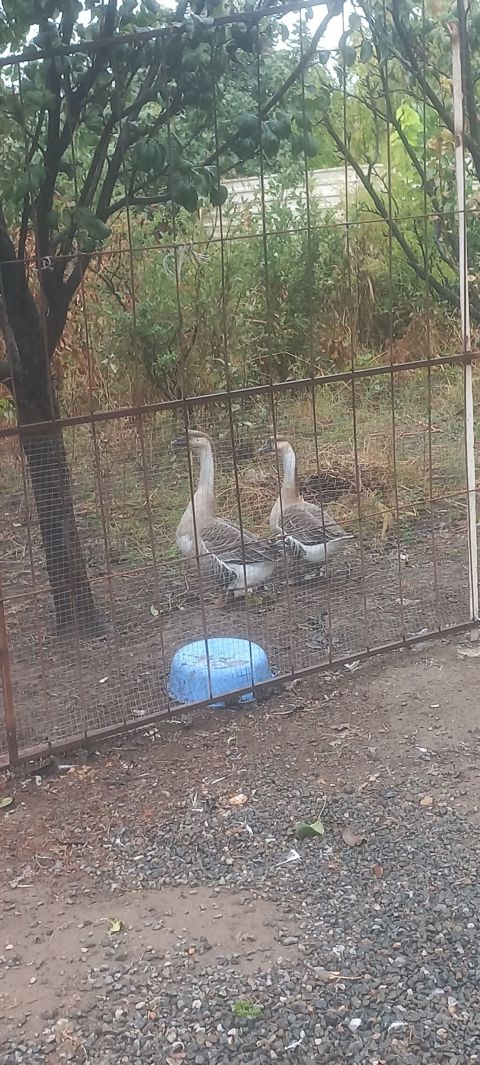 Linda qazlari 1 yas 2 ayliqdir erkek diwi — Samux
