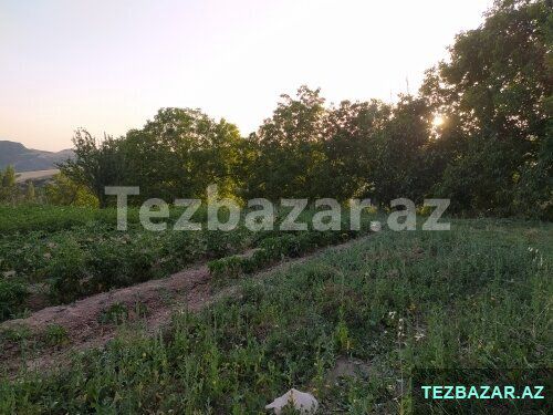 Şamaxı rayonu Əngəxaran kəndi — Torpaq, Şamaxı (7)