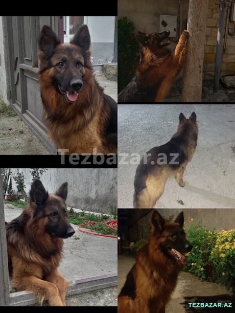 Alman. Avcarka — Bakı
