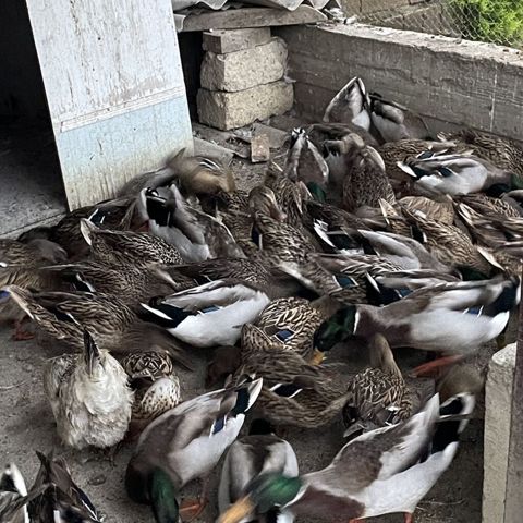 Malard (yaşılbaş) ördəklər sürüsü - Növ: Mallard/yaşılbaş ördək — Masallı
