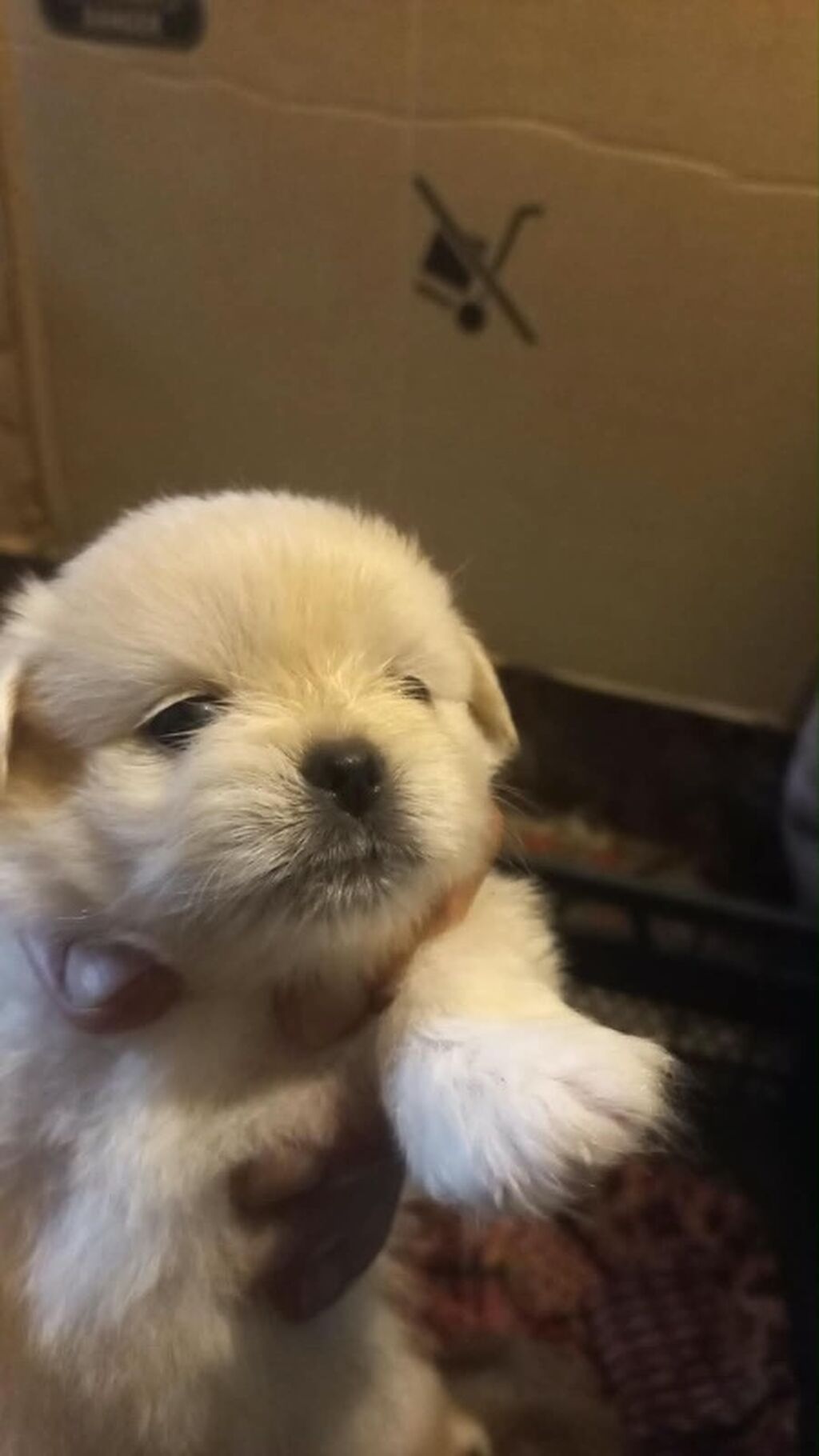 Pekines, Dişi — Köpəklər, Bakı (2)