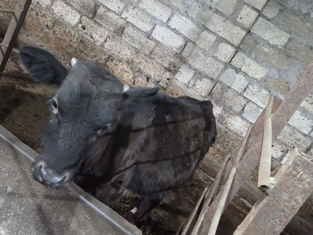 Südük yani erkek balali inek satilir.3.4 lt südü olur.yani erkek — Kənd təsərrüfatı heyvanları, Gəncə (3)