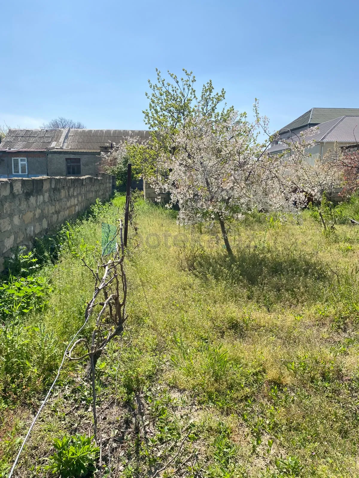 Satılır: Torpaq, Abşeron r., Saray q., 5.00 sot — Saray