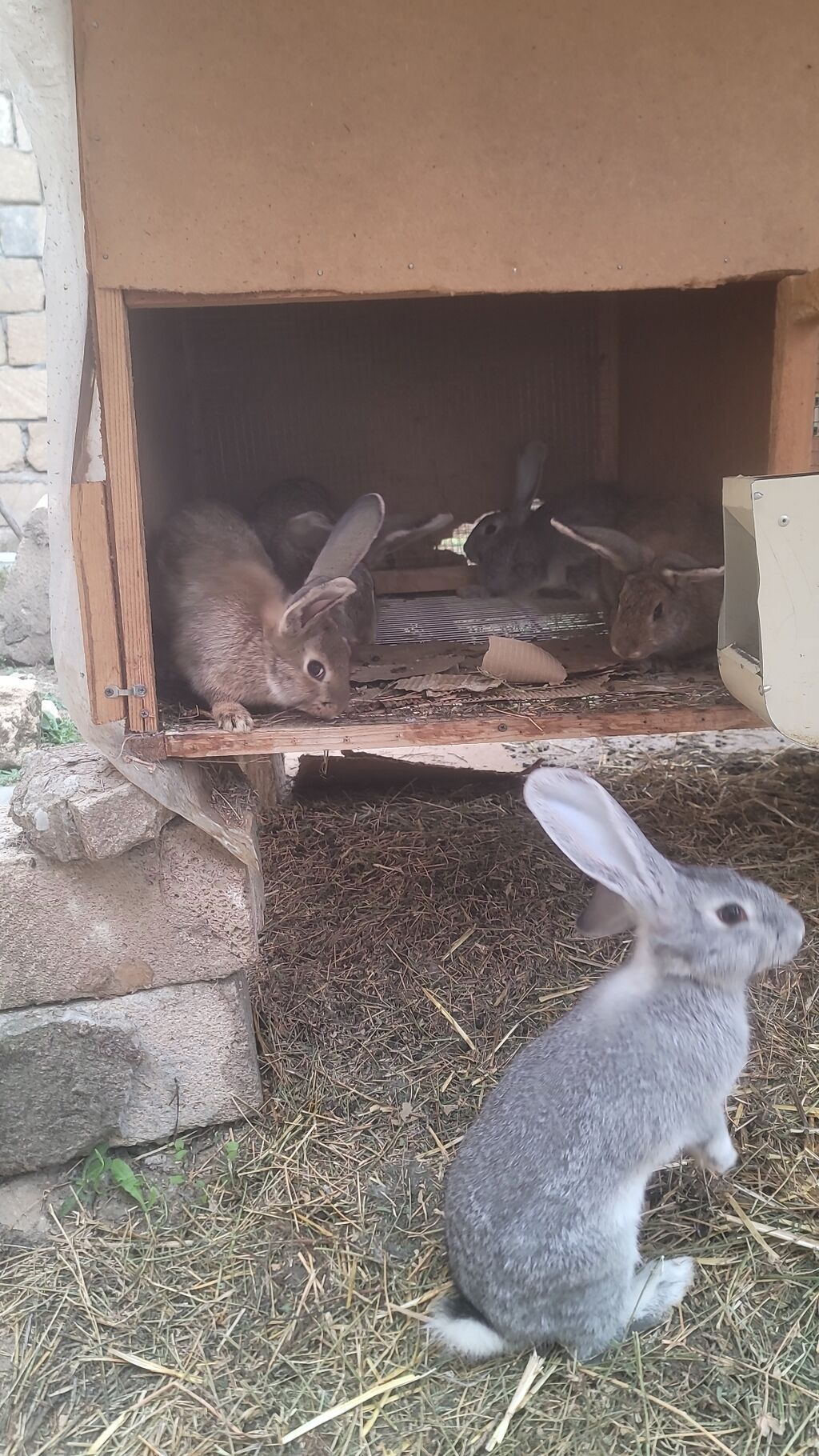 Boz rəngli ev dovşanları – bir qrup balalı - Növ: Ev dovşanı (qısa — Dovşanlar, Şamaxı (2)