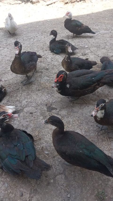 Moskva ördəkləri təsərrüfatda saxlanılan sürü - Cins: Muscovy (hind — Digah