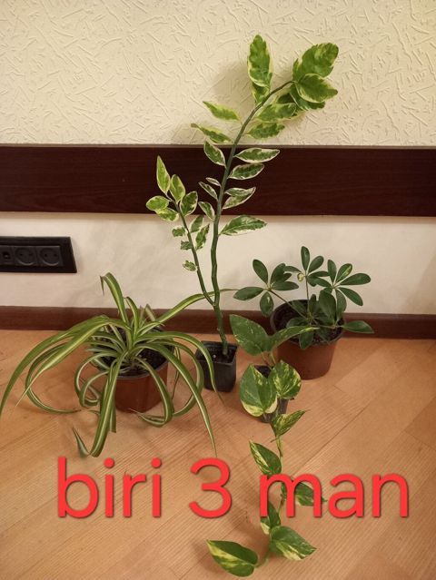 Otaq bitkiləri. biri-3 man. catdirilma metro iceri sheher — Bakı