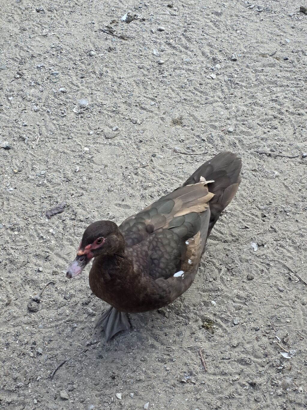 Muscovy (indoutka) ördəyi – qəhvəyi rəngli, bədənində ağ ləkələr — Digərləri, Bakı (2)