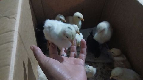 Toyuq cücələri, Ətlik — Şəki